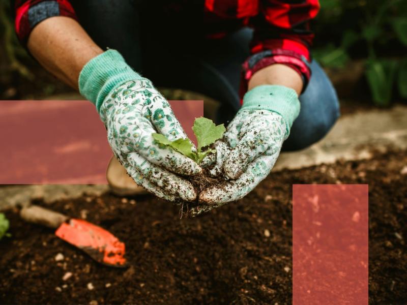 Hænder med handsker, der roder i jorden 